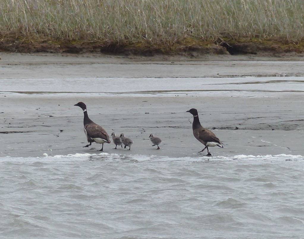 Brant brood by Kristine Sowl USFWSAlaska is licensed under CC BY-NC-ND 2.0